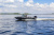Volzhanka 44 Fish