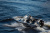 NorthSilver 545 Fish