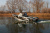 RealCraft 460 Fish