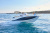 QUICKSILVER ACTIV 605 OPEN