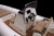 Лодка BRIG Eagle 6.7